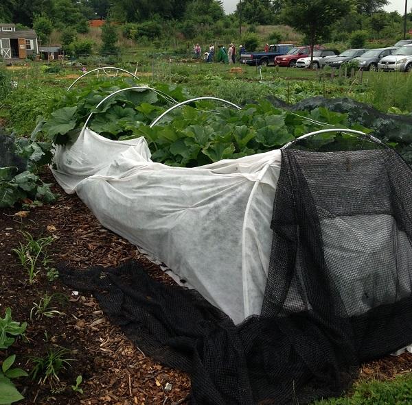 Row Covers University of Maryland Extension